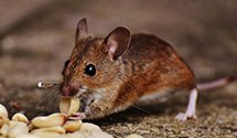 24 Hour & Emergency Exterminators in Booneville, AR